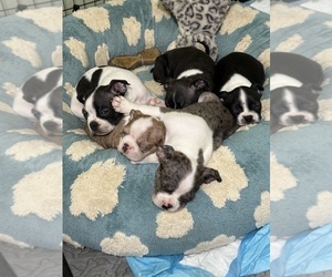 Boston Terrier Litter for sale in BROKEN ARROW, OK, USA