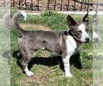 Small #1 Pembroke Welsh Corgi Mix