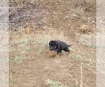 Small Photo #7 German Shepherd Dog Puppy For Sale in DURANGO, CO, USA