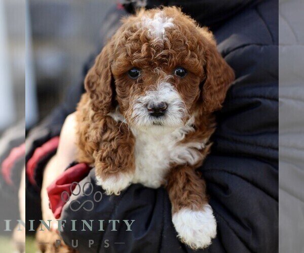 Medium Photo #5 Goldendoodle (Miniature) Puppy For Sale in EPHRATA, PA, USA