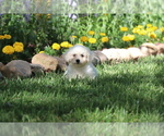 Small #5 Bichon Frise