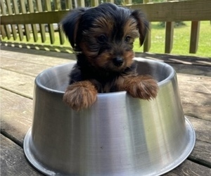 Yorkshire Terrier Puppy for Sale in WILLIAMS, Indiana USA