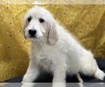 Small Photo #8 Goldendoodle Puppy For Sale in DUNDEE, OH, USA