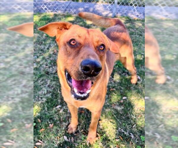 Medium Photo #2 Labrador Retriever-Unknown Mix Puppy For Sale in Texas City, TX, USA