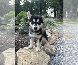 Siberian Husky Puppy for Sale in COPPER HILL, Virginia USA