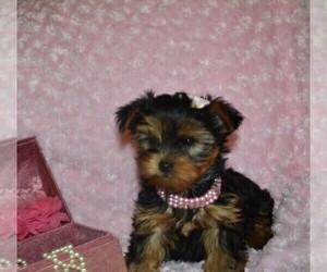 Yorkshire Terrier Puppy for sale in WARRENSBURG, MO, USA