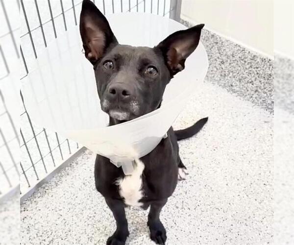 Medium Photo #3 Staffordshire Bull Terrier-Unknown Mix Puppy For Sale in Houston, TX, USA