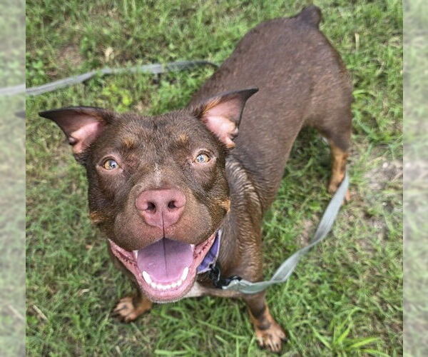 Medium Photo #2 American Pit Bull Terrier Puppy For Sale in Ocala, FL, USA
