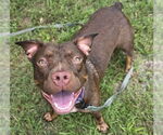 Small #1 American Pit Bull Terrier