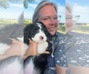 Bernedoodle Puppy for sale in HASKELL, OK, USA