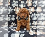 Small Photo #3 Poodle (Miniature) Puppy For Sale in OXFORD, PA, USA