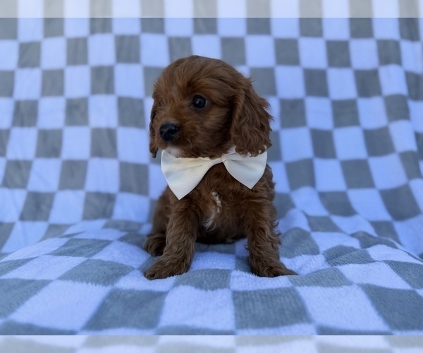 Medium Photo #7 Cavapoo (Miniature) Puppy For Sale in LAKELAND, FL, USA