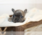 Small Photo #8 French Bulldog Puppy For Sale in GILLETTE, WY, USA