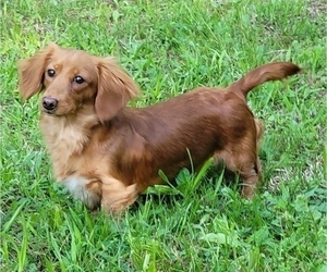 Mother of the Dachshund puppies born on 05/29/2025