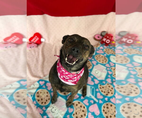 Medium Photo #6 Mutt Puppy For Sale in Jefferson, WI, USA