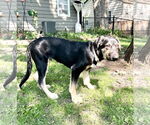 Small #3 German Shepherd Dog-Weimaraner Mix