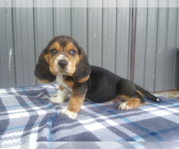 Medium Photo #20 Basset Hound Puppy For Sale in PETERSBURG, IN, USA