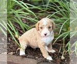 Small #3 Goldendoodle (Miniature)