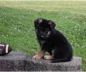 German Shepherd Dog Puppy for sale in MILLERSBURG, OH, USA