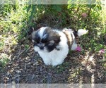 Small Photo #6 Shih Tzu Puppy For Sale in SMITHVILLE, TX, USA