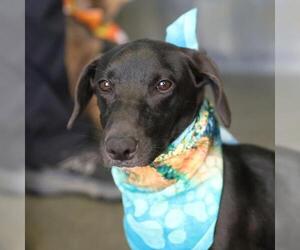 Dachshund-Unknown Mix Dogs for adoption in San Antonio, TX, USA