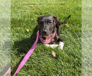 Sakki - Female Mutt Dog for Adoption - Photo #4