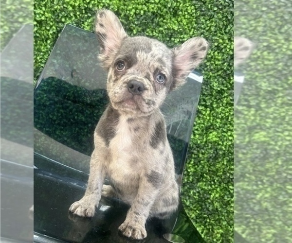 Medium Photo #1 French Bulldog Puppy For Sale in LONG BEACH, CA, USA