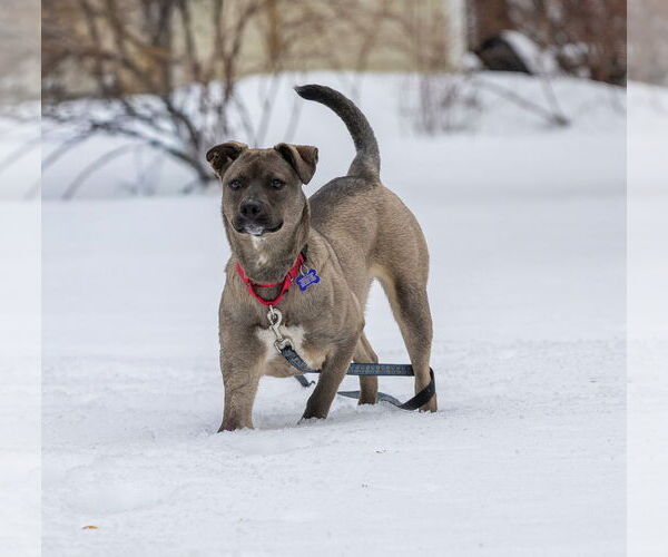 Medium Photo #8 Mutt Puppy For Sale in Oak Bluffs, MA, USA