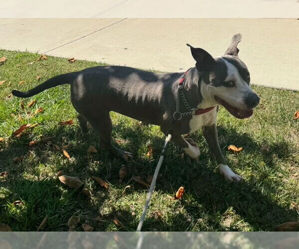 Medium Photo #2 American Staffordshire Terrier Puppy For Sale in San Juan Capistrano, CA, USA
