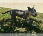 Small #1 American Staffordshire Terrier