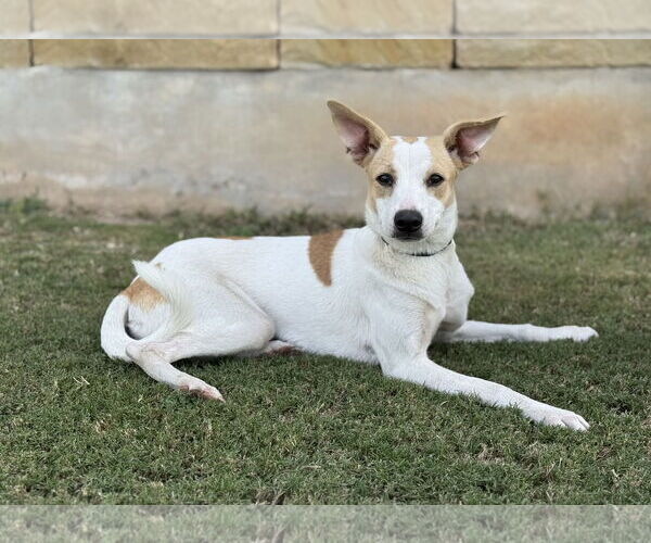 Medium Photo #3 Unknown-Whippet Mix Puppy For Sale in PIPE CREEK, TX, USA