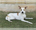 Small #2 Whippet Mix