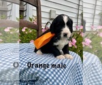 Small #5 Bernedoodle