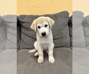 Labrador Retriever-Siberian Husky Mix Dogs for adoption in BASTROP, TX, USA
