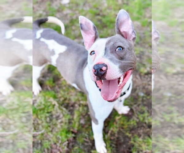 Medium Photo #3 American Pit Bull Terrier-Unknown Mix Puppy For Sale in Boonton, NJ, USA