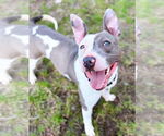 Small #2 American Pit Bull Terrier Mix