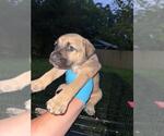 Small American Staffordshire Terrier Mix