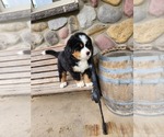 Puppy Roger Bernese Mountain Dog