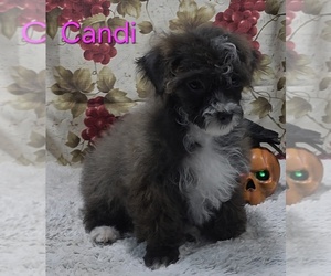 Poodle (Toy) Puppy for sale in AZLE, TX, USA