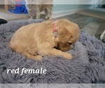 Small Photo #2 Golden Retriever Puppy For Sale in BENTON, IL, USA