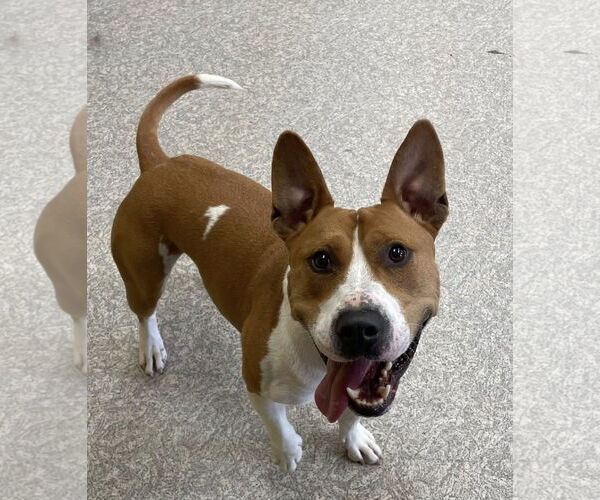 Medium Photo #1 Bull Terrier-Unknown Mix Puppy For Sale in Rochester, NY, USA