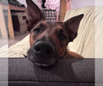 Small #11 German Shepherd Dog Mix