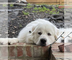 Oso - Male Great Pyrenees Dog for Adoption - Photo #3