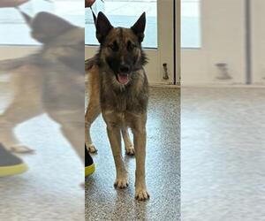 German Shepherd Dog Dogs for adoption in Palmetto, FL, USA
