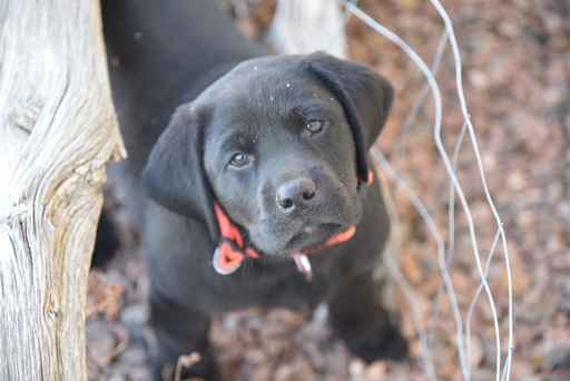 Medium Photo #1 Labrador Retriever Puppy For Sale in FLAGLER, CO, USA