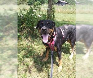 Rottweiler Dogs for adoption in Westminster, MD, USA