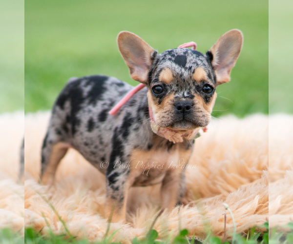 Medium Photo #4 French Bulldog Puppy For Sale in WARSAW, IN, USA