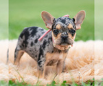 Small #3 French Bulldog