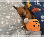 Small #2 Mutt