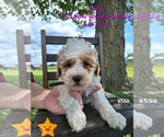 Puppy Caty Goldendoodle (Miniature)